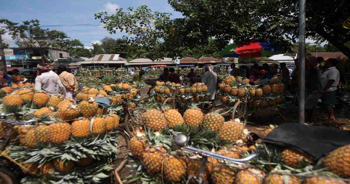 Pineapple Capital abuzz in peak season